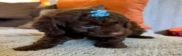 Cavapoo dogs for sale: Curly Toy Cavapoo’s from health tested parents - Advert 38