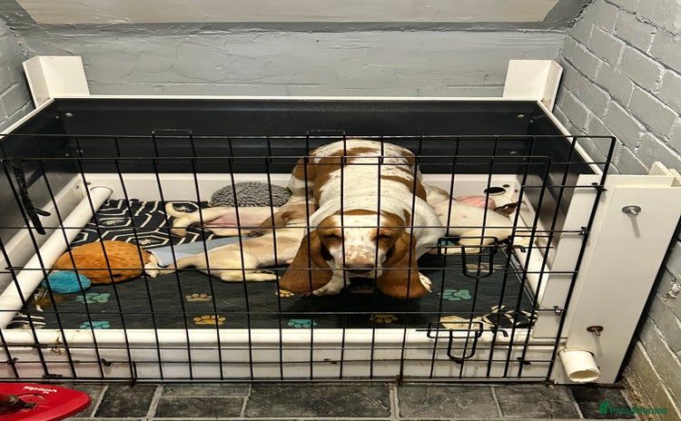 Basset Hound dogs - Advert 1