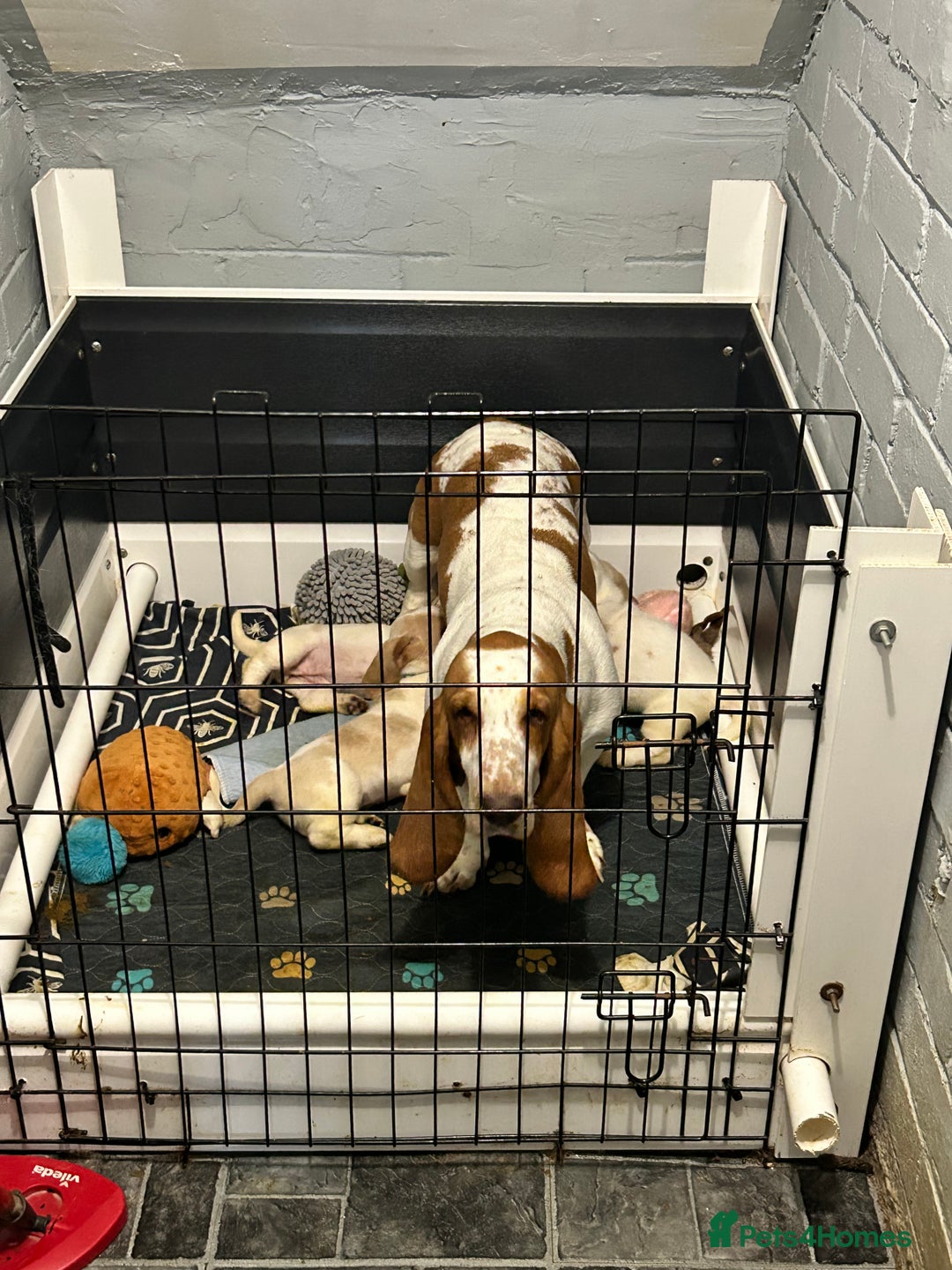 Basset Hound dogs for sale: Lemon and white basset pups - Image 1