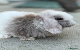Mini Lop rabbits for sale: Baby mini lops  - Image 9