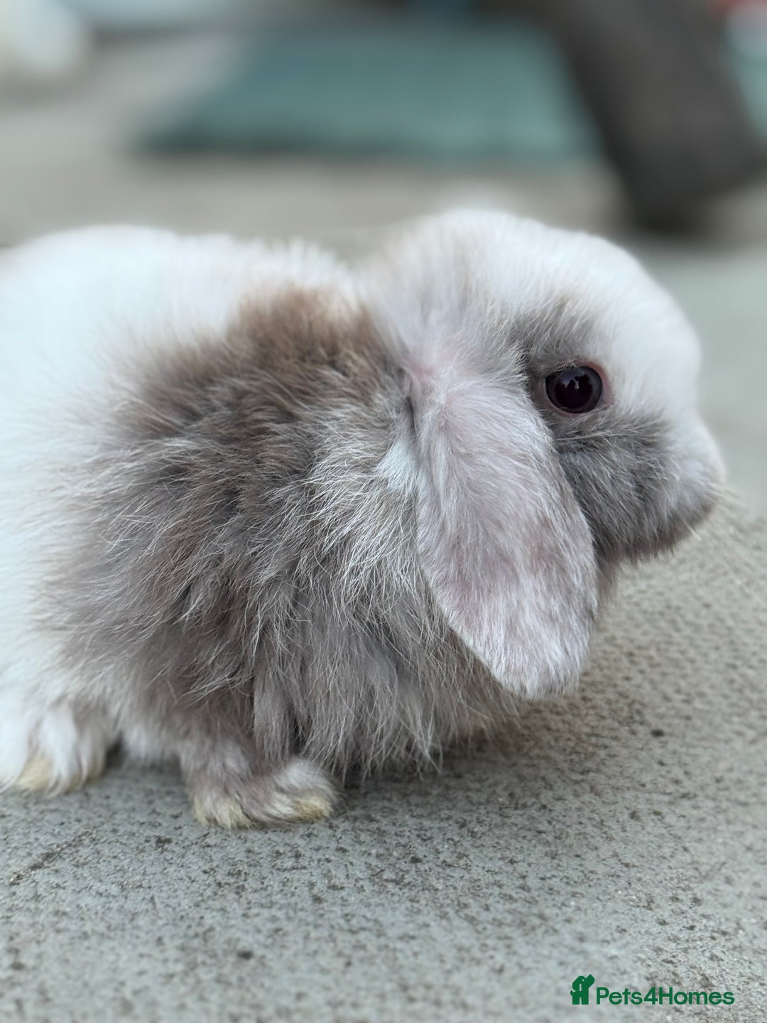 Mini Lop rabbits for sale: Baby mini lops  - Image 9