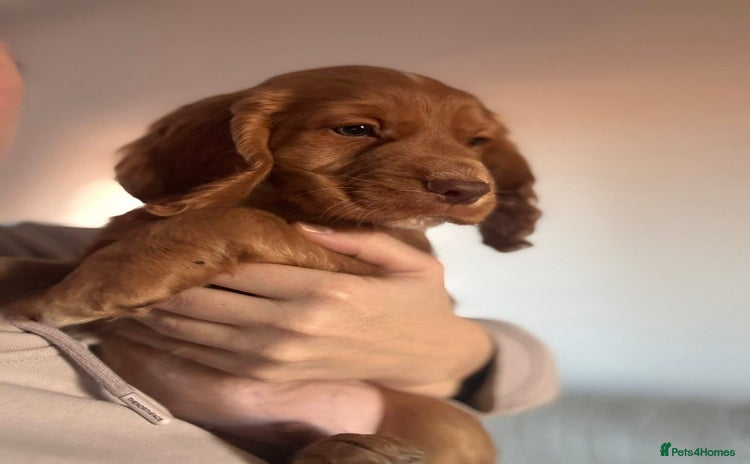 Cocker Spaniel dogs  2 K.C. Registered W C cocker spaniel boy puppies - Advert 1