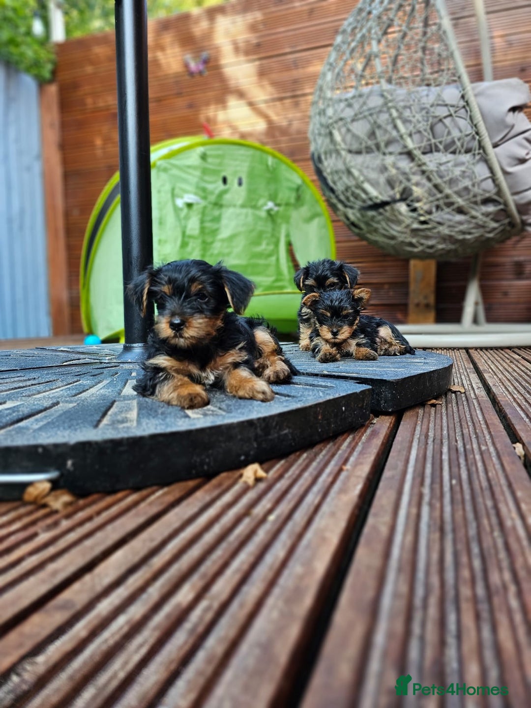 Yorkshire Terrier dogs for sale: Cute  Yorkshire terriers  - Image 6