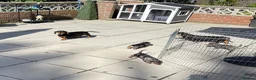 Miniature Dachshund dogs for sale: 2 K/C reg Mini Dachshund Boys For Sale in Goole - Advert 4