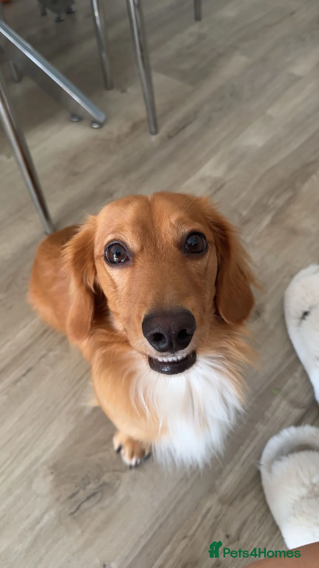 Miniature Dachshund dogs for stud: Archie - Advert 1