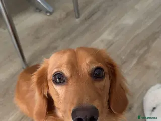 Miniature Dachshund dogs Archie - Advert 1