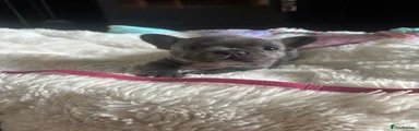 French Bulldog Puppy 4