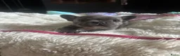 French Bulldog dogs for sale: Beautiful French bulldog pups - Advert 6