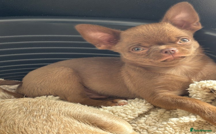 Chihuahua dogs - Advert 1