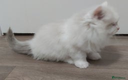 Ragdoll cats for sale: RAGDOLLS BICOLOUR BOY GIRLS BLUE EYES READY NOW  - Advert 7