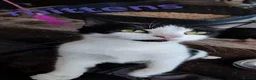 British Shorthair cats for sale: Cat/kittens - Advert 11