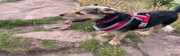 Jack Russell dogs for sale: Lovely, Lively Jack Russell puppies in Pontypool - Advert 5
