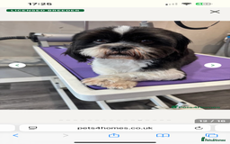 Mixed Breed dogs for sale: Shih tzu x Bichion  - Image 25