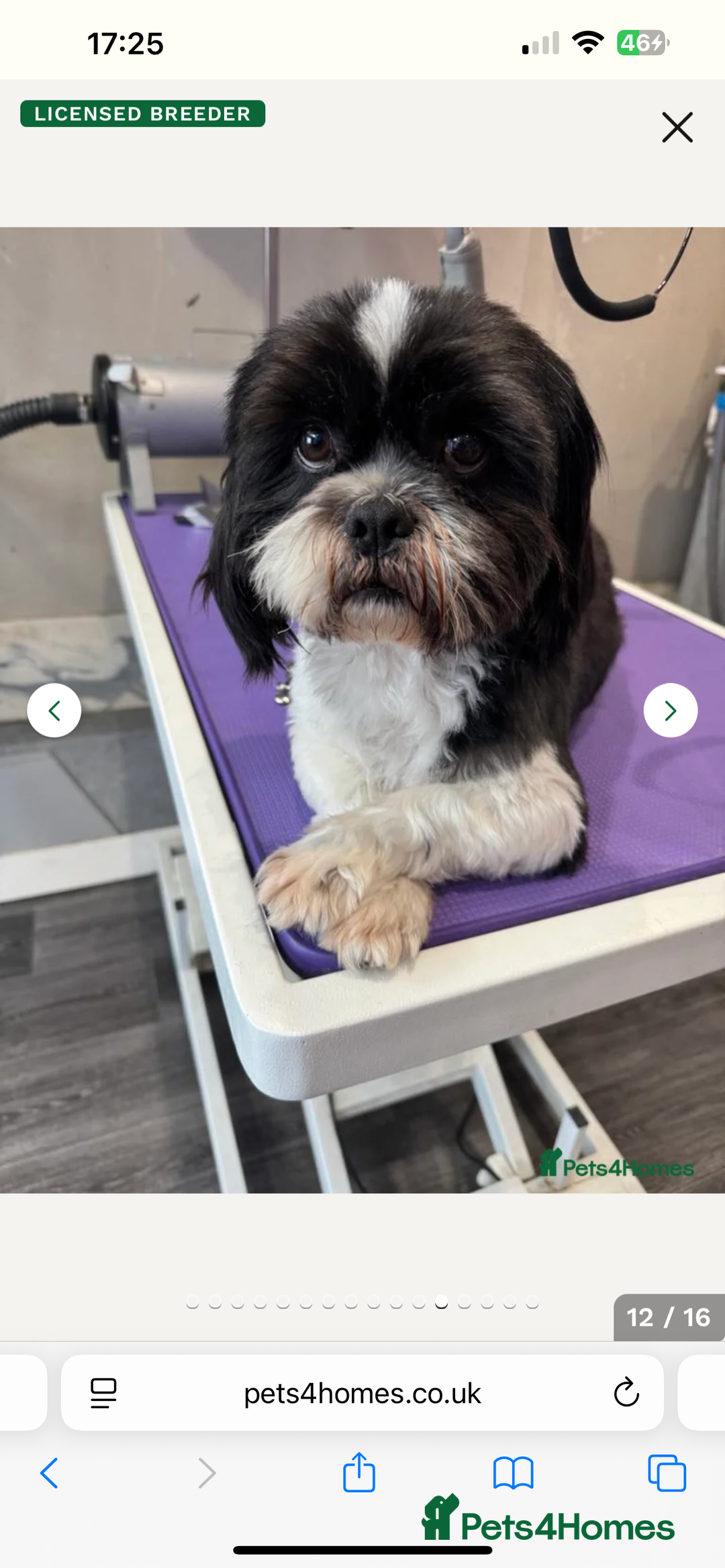 Mixed Breed dogs for sale: Shih tzu x Bichion  - Image 25