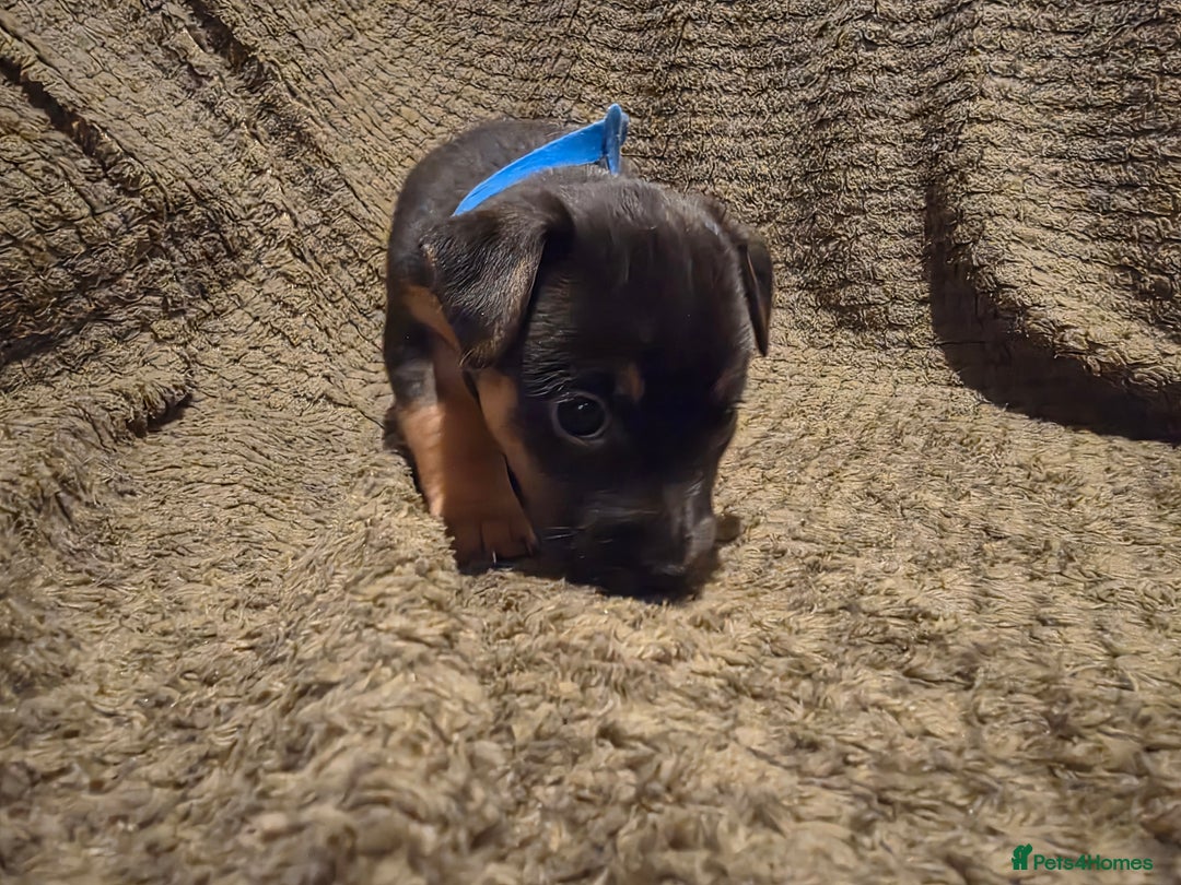 Jack Russell dogs for sale: Gorgeous Chunky Jack Russell Pups for sale - Advert 6