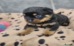 Rottweiler dogs for sale: Stunning Rottweiler puppy’s  - Image 6