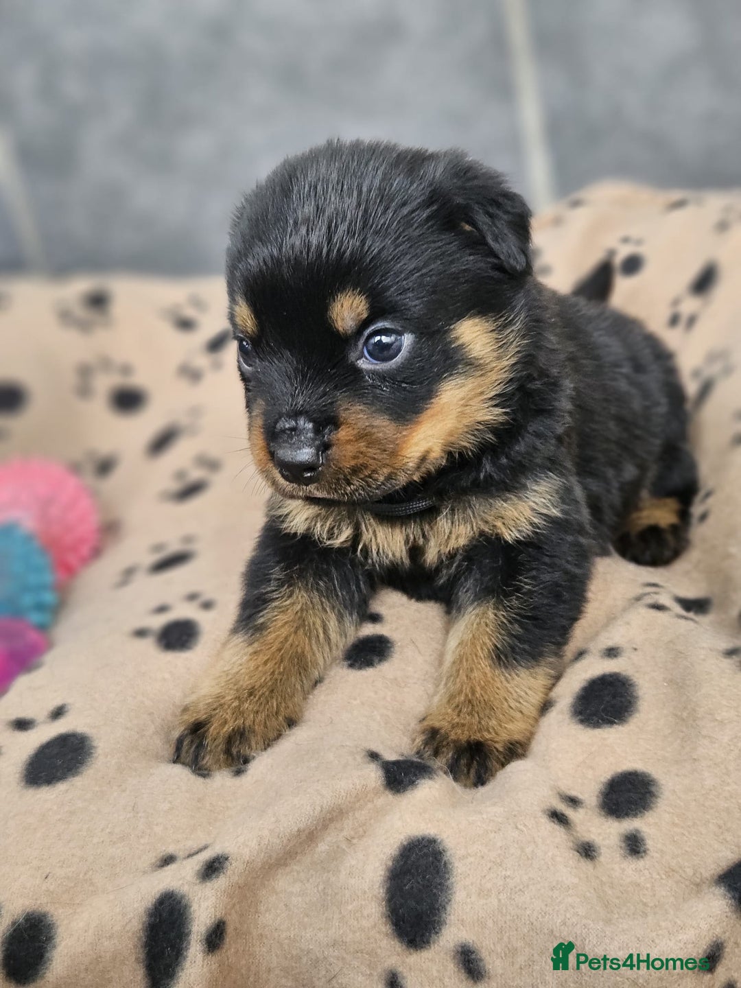 Rottweiler dogs for sale: Stunning Rottweiler puppy’s  - Image 6