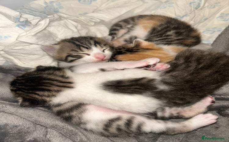 Bengal cats - Advert 2
