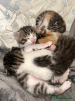 Bengal cats - Advert 12