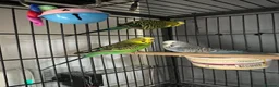 Cockatiels birds for sale: 3 budgies and 2 cockatiels in Kidlington - Advert 5