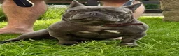 French Bulldog dogs for sale: BEAUTIFUL FEMALE FRENCHIE Available now.  in Holmfirth - Advert 6