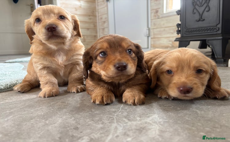 Mixed Breed dogs - Advert 1