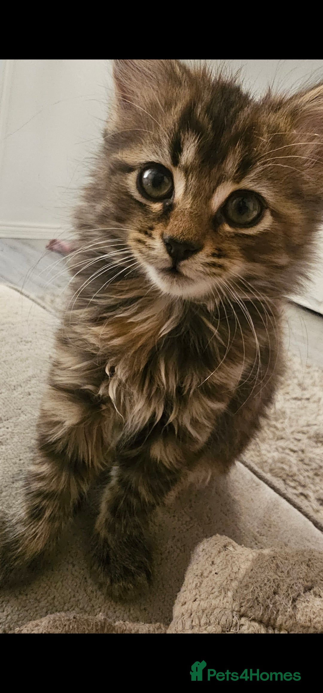 Mixed Breed cats for sale: 07759 033951 1 tabby girl  - Image 1