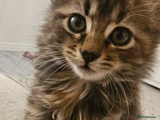 Mixed Breed cats - Advert 9