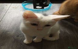 Mixed Breed cats for sale: Beautiful brother and sister  - Image 5