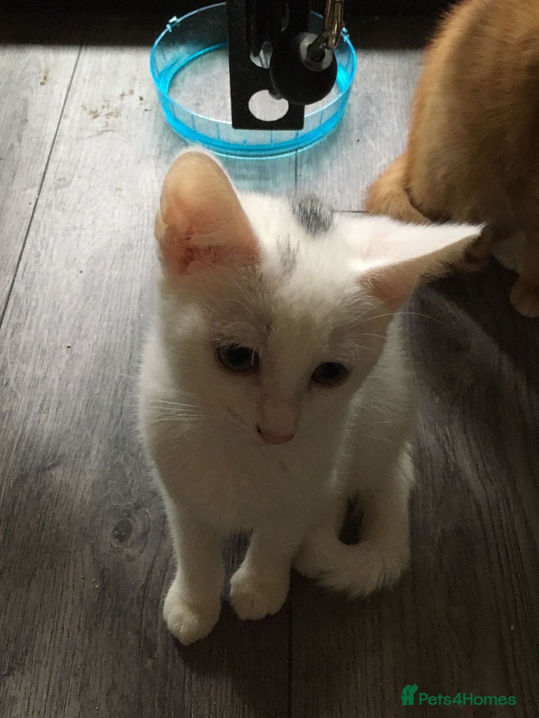 Mixed Breed cats for sale: Beautiful brother and sister  - Image 5