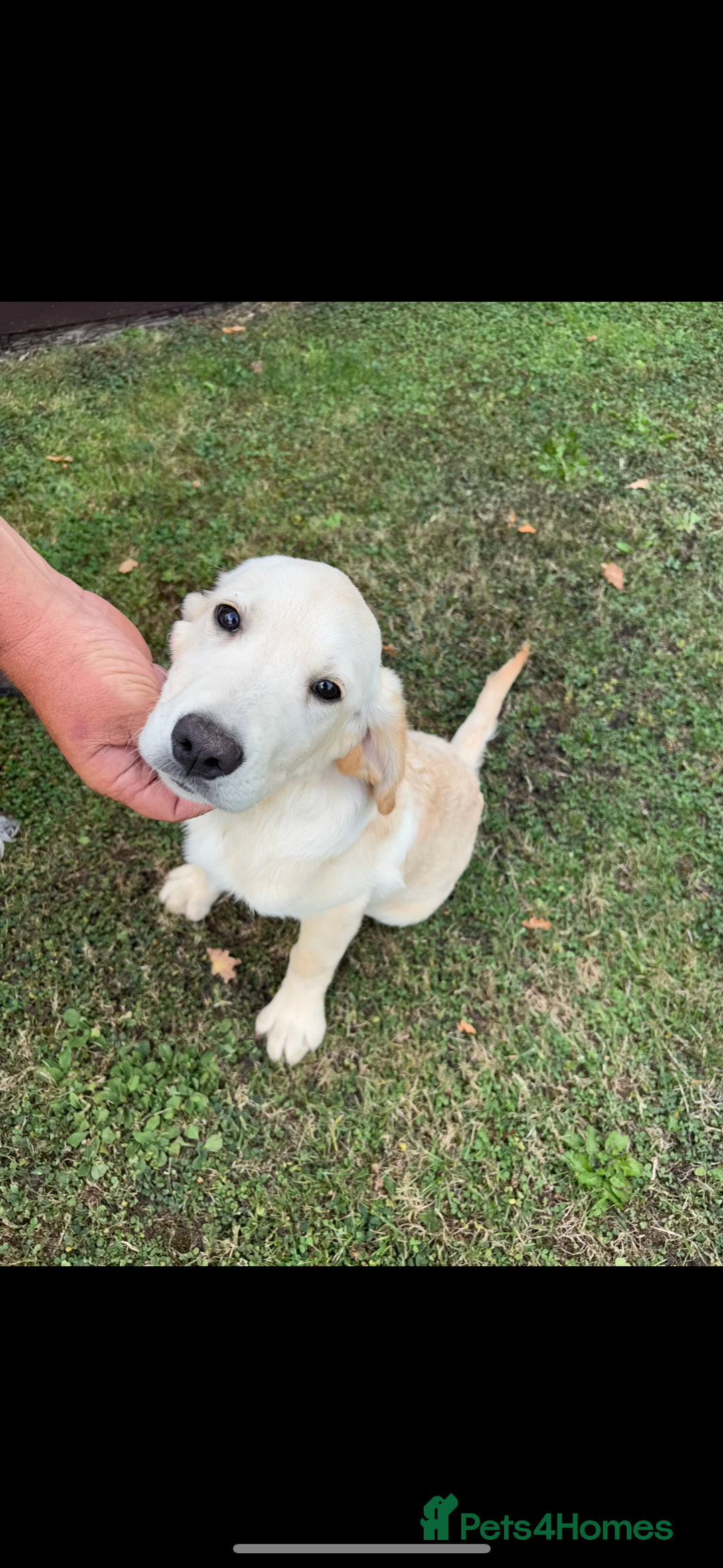 Golden Retriever dogs for sale: 3 beautiful golden retriever labs for sale - Image 4
