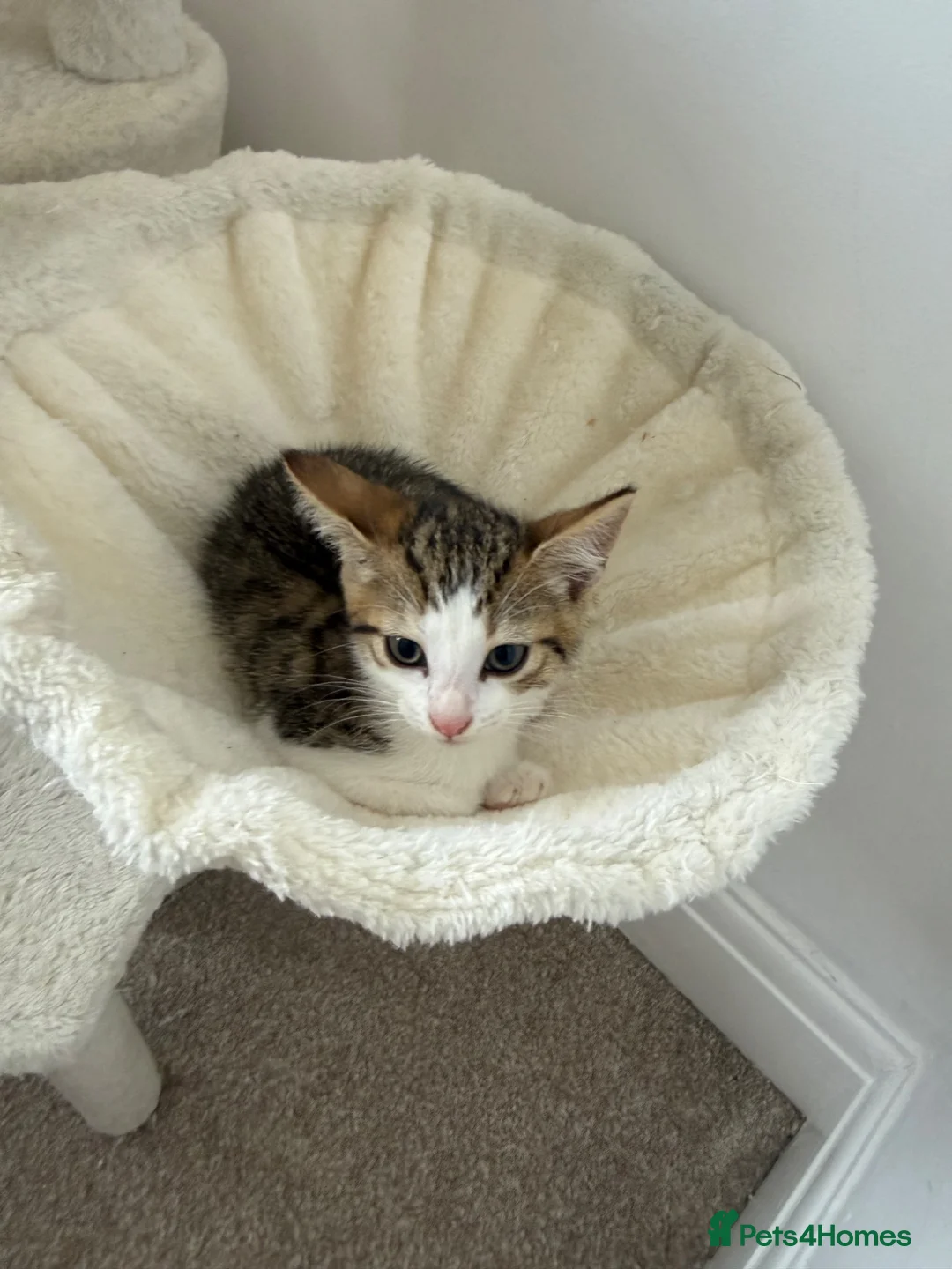 Mixed Breed cats for sale: Posey, female mixed breed - Advert 2