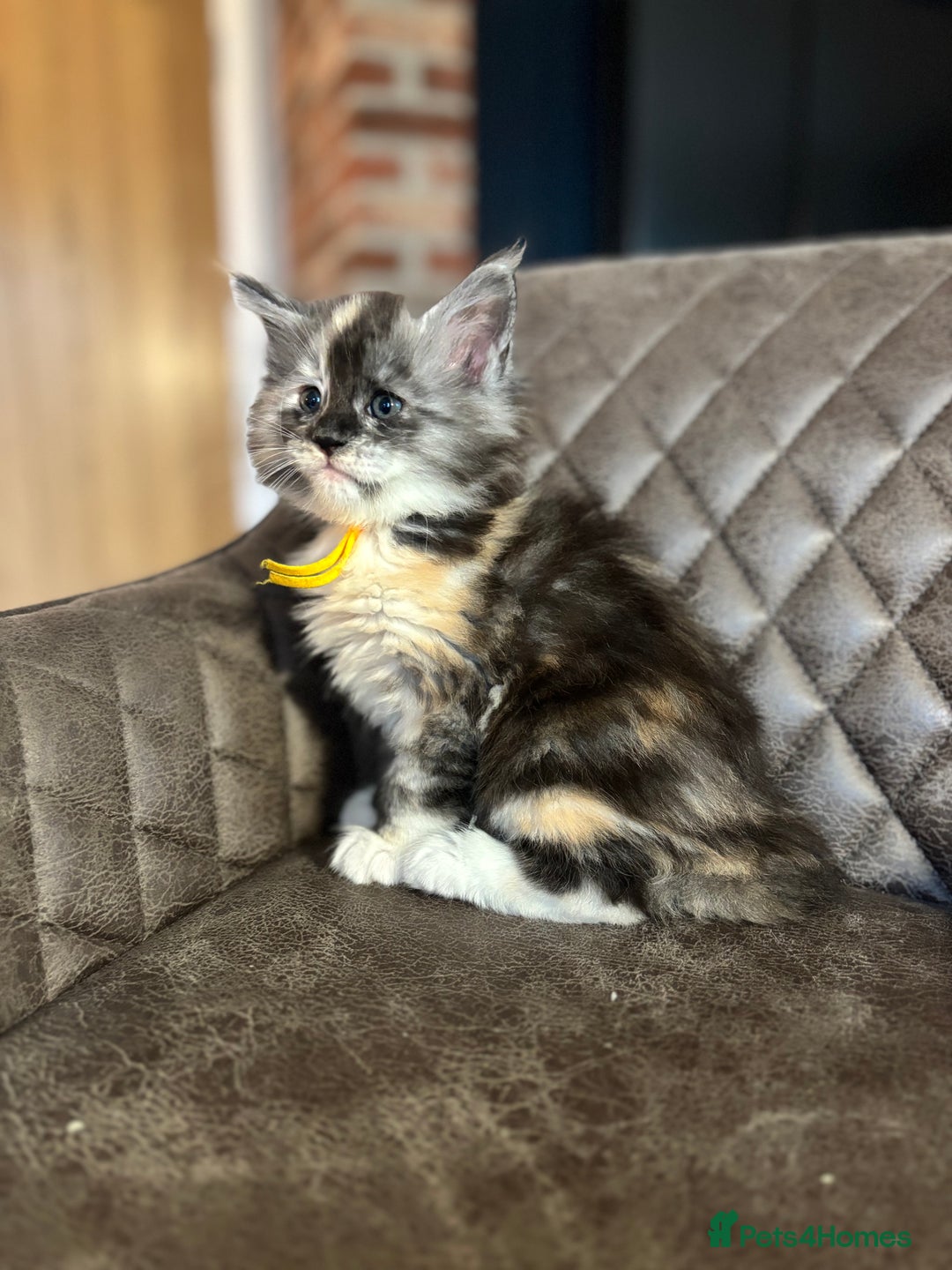 Maine Coon cats for sale: Maine Coon Kittens - Ready early Feb - Advert 8