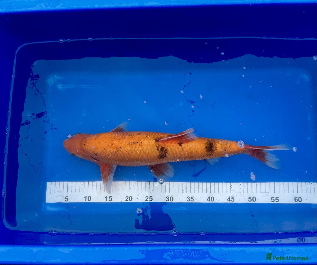 Koi Carp fish for sale: Pond Clearance - Image 12