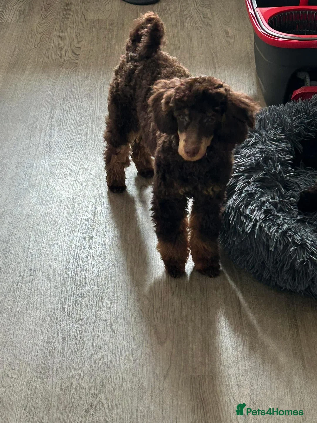 Toy Poodle dogs for stud: Kc registered chocolate phantom toy poodle in Swansea - Advert 6