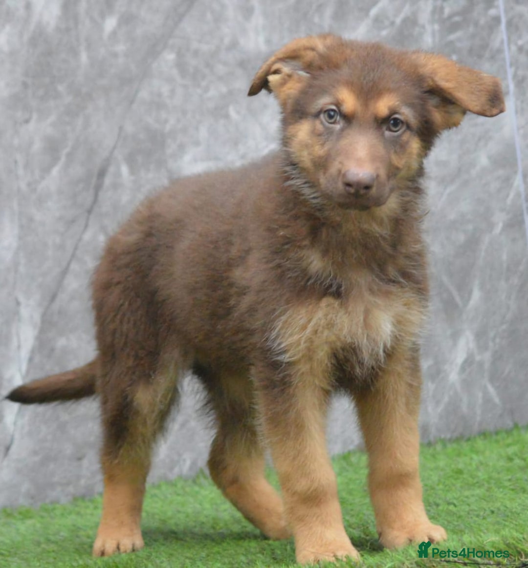 German Shepherd dogs for sale: KC Registered GSD Litter – 1 Male Available - Advert 15