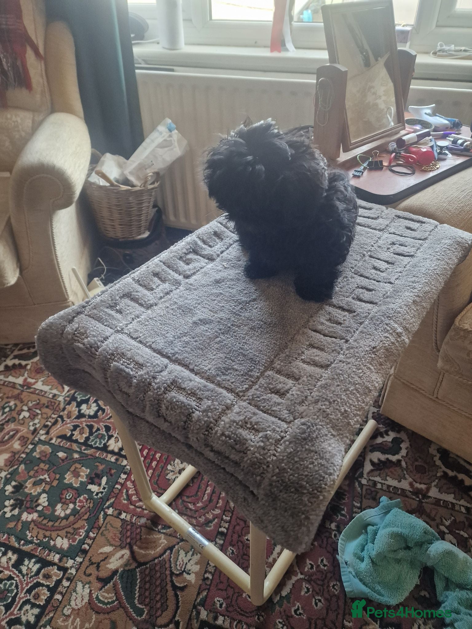 Shih Tzu dogs Shitzus puppies  - Advert 22
