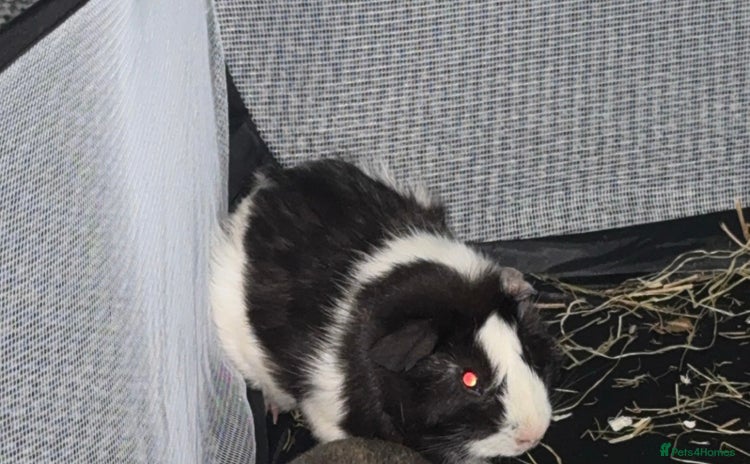 Guinea Pig rodents - Advert 8