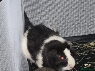 Guinea Pig rodents - Advert 28