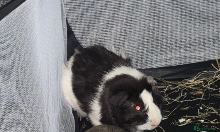 Guinea Pig rodents - Advert 10