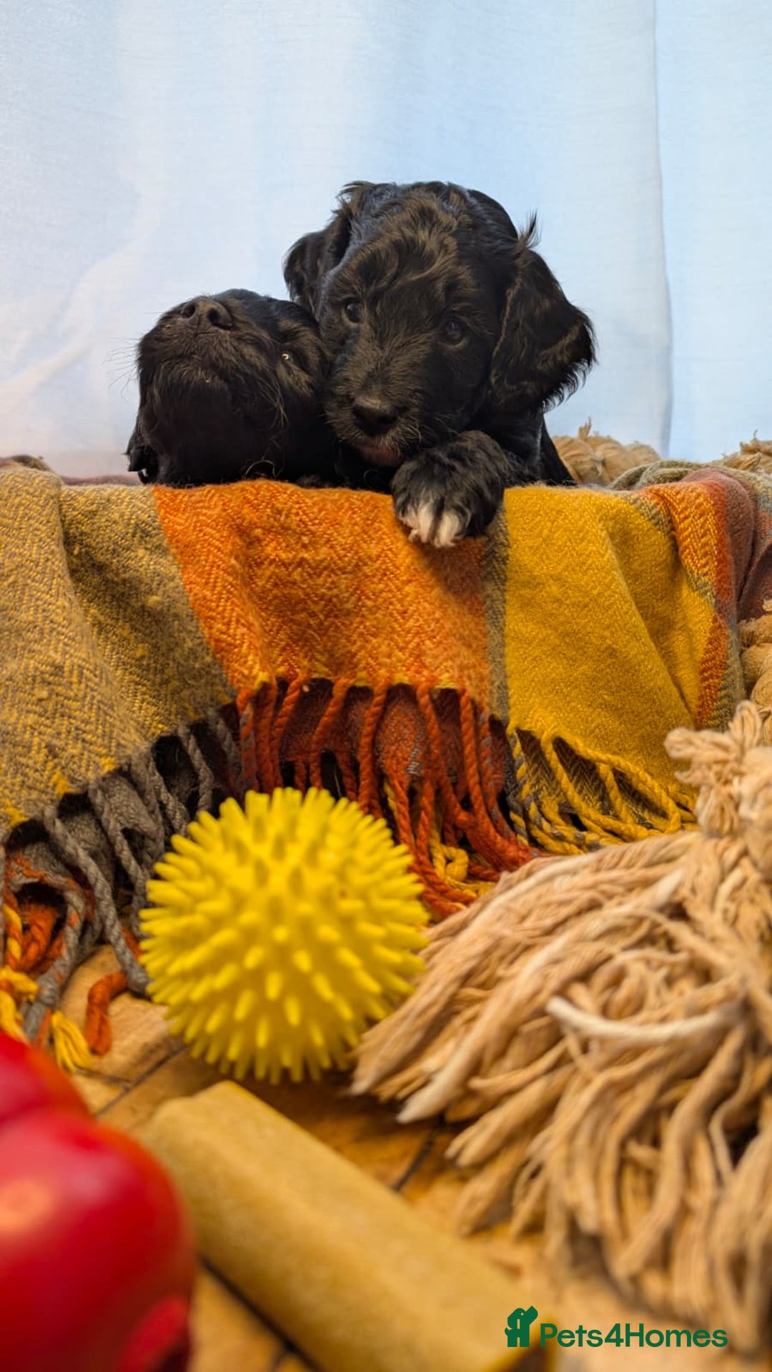 Cockapoo dogs for sale: Adorable Puppies Looking for Their Forever Homes! - Image 4