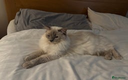 Ragdoll cats for sale: Two beautiful Ragdoll Cats for a New Loving Home - Image 5
