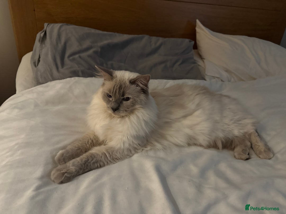 Ragdoll cats for sale: Two beautiful Ragdoll Cats for a New Loving Home - Image 5
