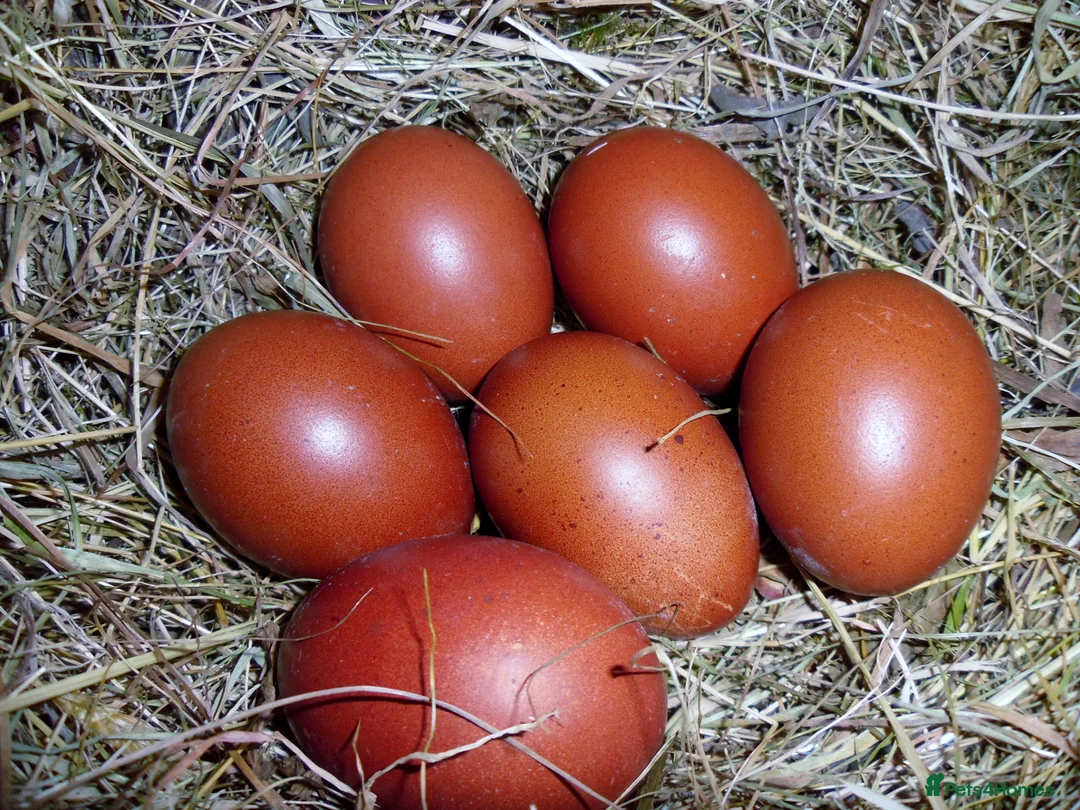Chickens poultry for sale: 12 French Copper Black hatching eggs in Southampton - Advert 1