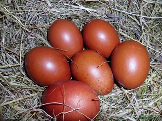 Chickens poultry 12 French Copper Black hatching eggs - Advert 18