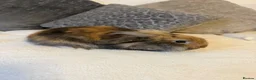 Mini Lion Lop rabbits for sale: 1 x male mini lion lop  - Advert 4