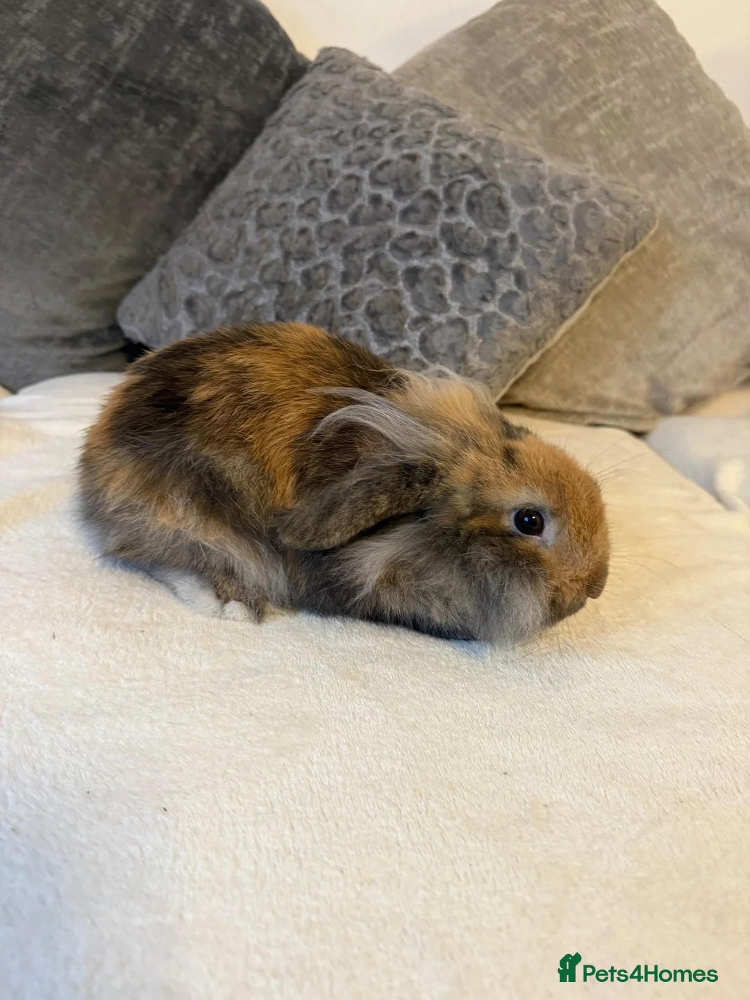 Mini Lion Lop rabbits for sale: 1 x male mini lion lop  - Advert 4