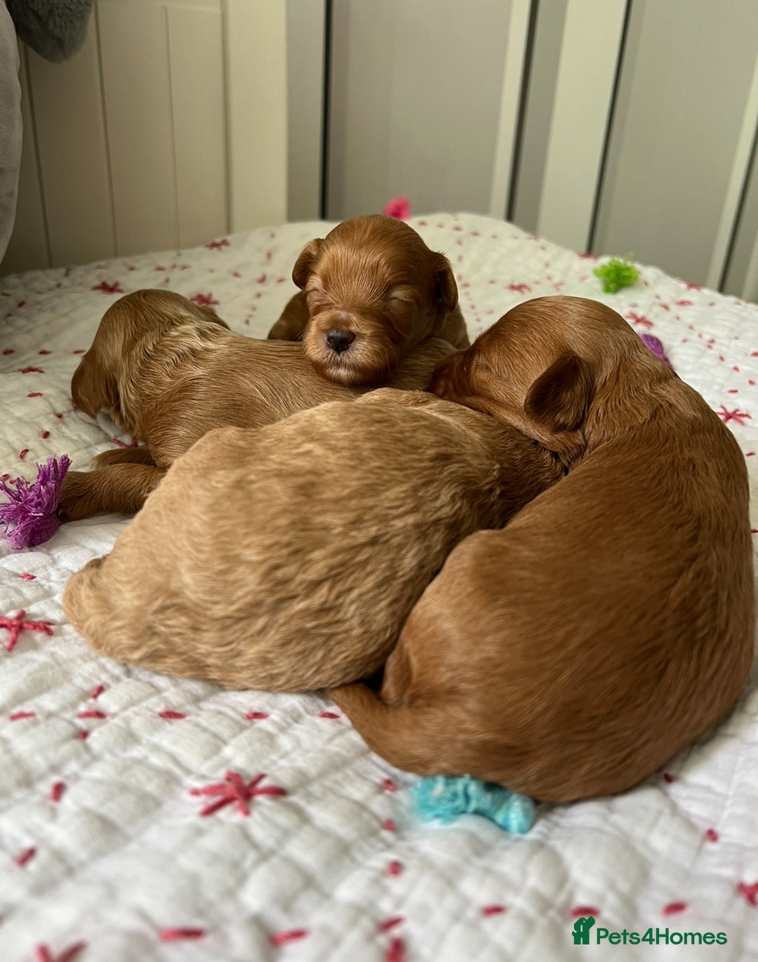 Maltipoo dogs for sale: *** Tiny Korean Maltipoo Babies *** - Image 2