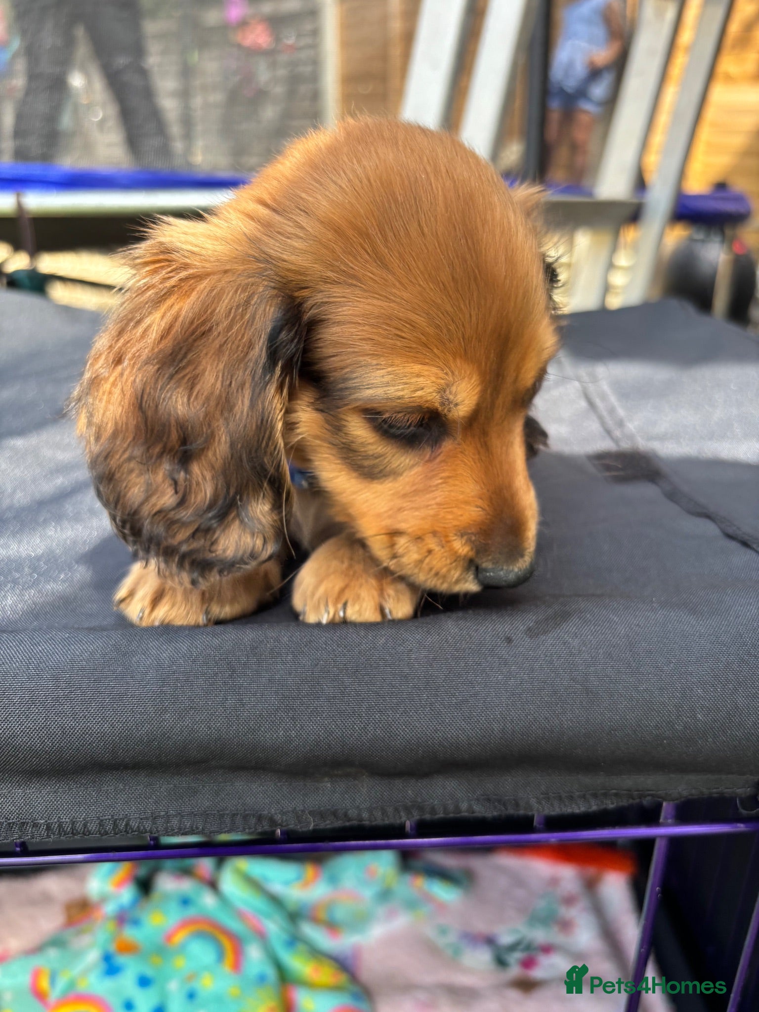 Dachshund dogs Beautiful Miniature Dachshund Puppies  - Advert 2