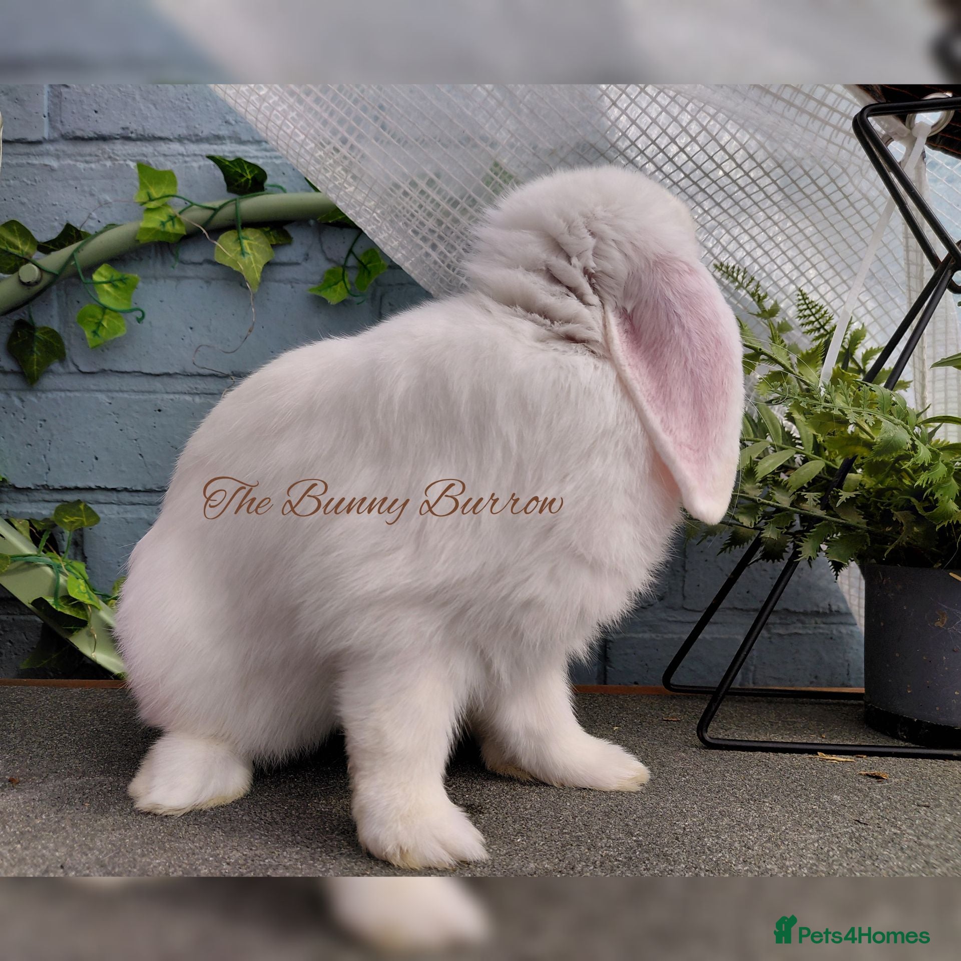 Mini Lop rabbits Mini Lop  - Advert 13